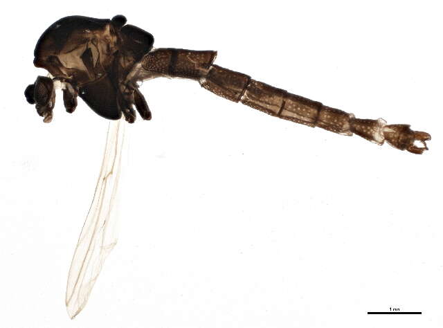 Image of Orthocladius oliveri Soponis 1977