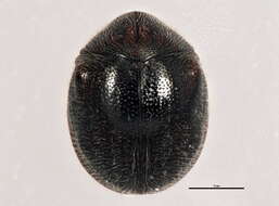 Image of Caenocara oculatum (Say 1824)