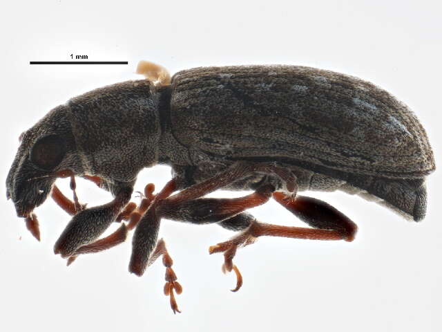 Image of Sweetclover Weevil