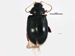 صورة Crepidodera violacea F. E. Melsheimer 1847