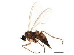 Image of Bradysia strenua (Winnertz 1867)