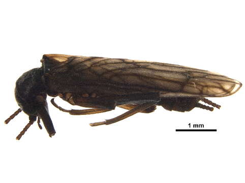 Image of Allocapnia granulata (Claassen 1924)