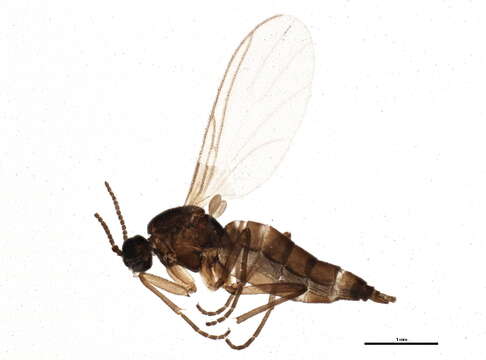 Plancia ëd Scatopsciara sibirica Komarova 1998