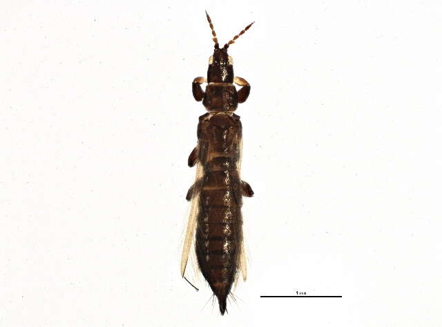 Image of Barley Thrips (Stannard, 1968)