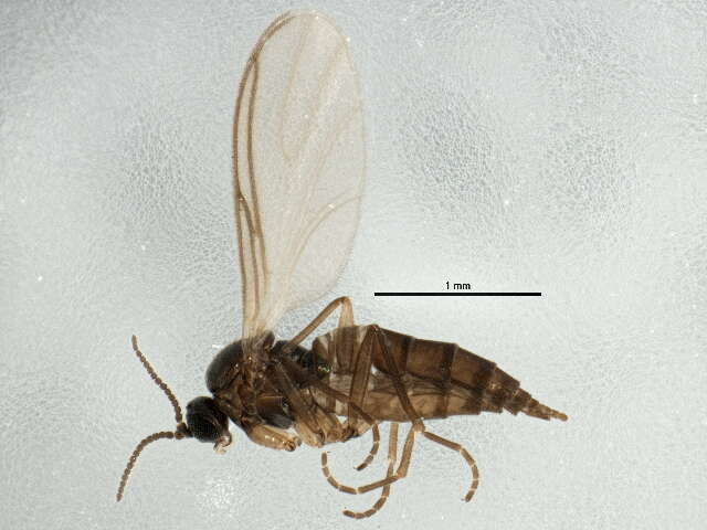 Plancia ëd Scatopsciara sibirica Komarova 1998