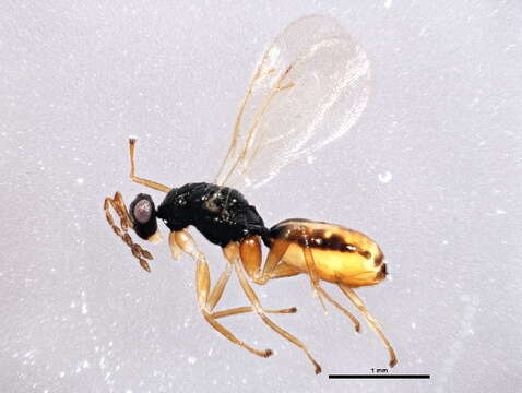 Image of Euplectrus