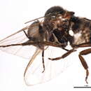 Image of Mixed-up Black Fly