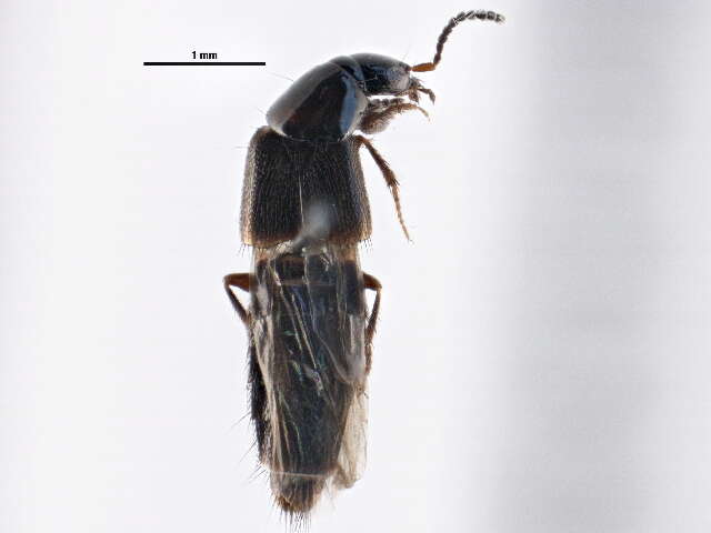 Aleocharinae resmi