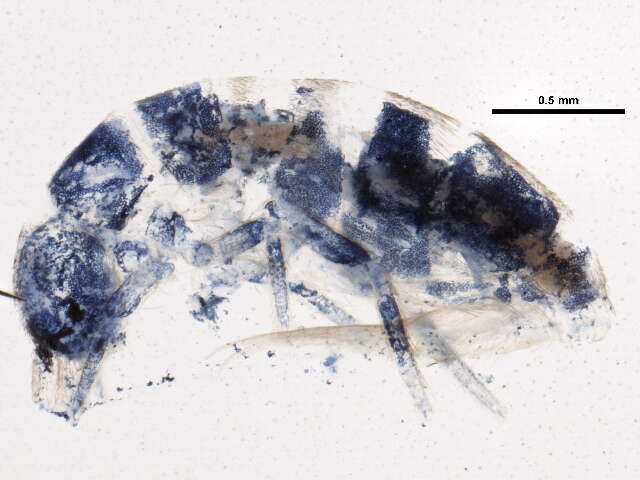 Image of hairy-back girdled springtail