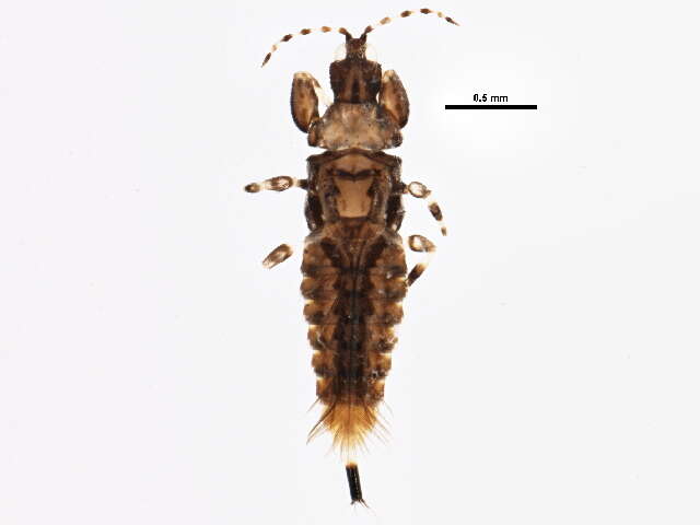 Image of Phlaeothripinae