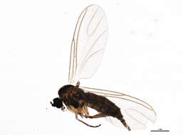 Image of Bradysia tilicola (Loew 1850)