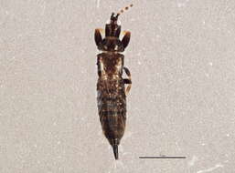 Image of Cephalothrips
