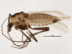 Image of Orthocladius dorenus (Roback 1957)