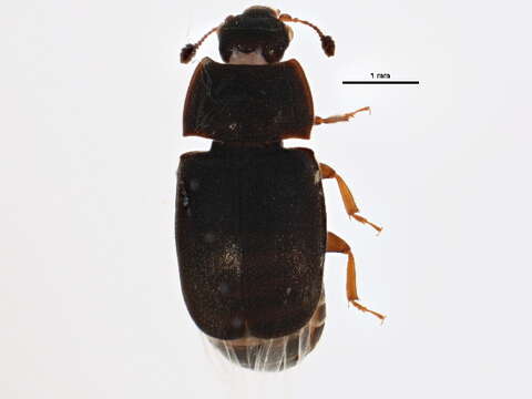 Imagem de Nitidula rufipes (Linnaeus 1767)