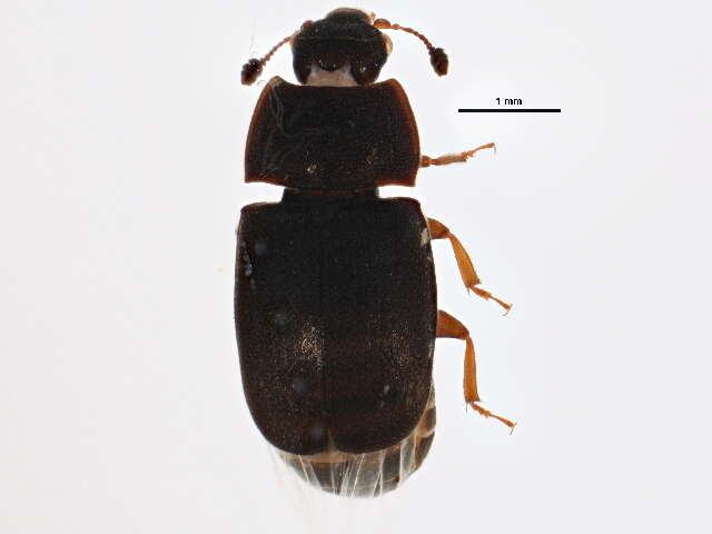 Image of Nitidula rufipes (Linnaeus 1767)