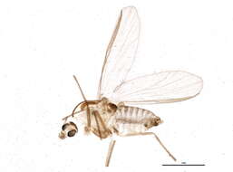 Plancia ëd Parakiefferiella