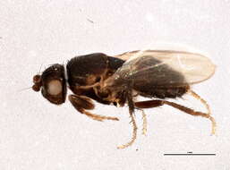 Image of Fly