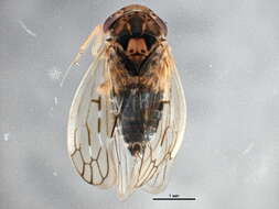 Image of Idiocerus