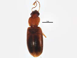 Plancia ëd Bradycellus (Stenocellus) rupestris (Say 1823)