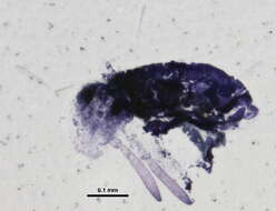 Image of Sminthurinus