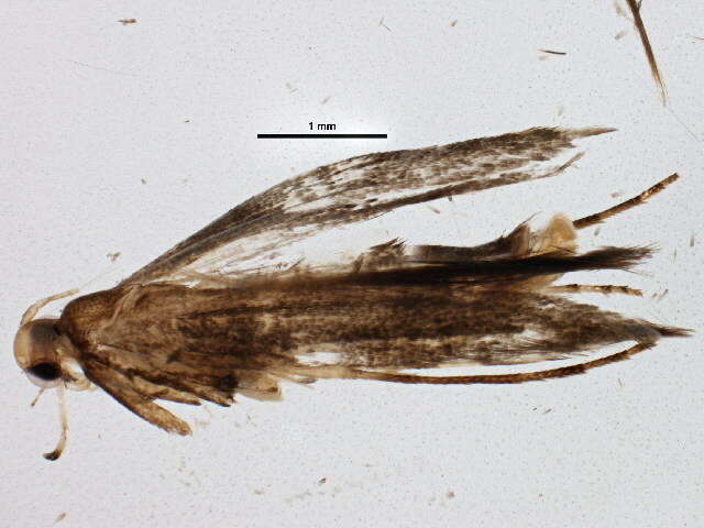 Imagem de Caloptilia aceriella (Chambers 1881)