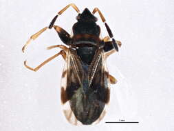 Image of Scolopostethus thomsoni Reuter & O. M. 1874