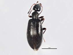 Image of Sapintus fulvipes (La Ferté-Sénectère 1849)