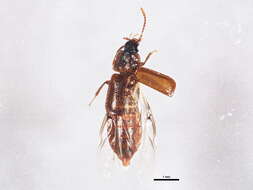 Image of Acidota subcarinata Erichson 1840