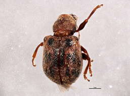 Image of Xanthonia decemnotata (Say 1824)