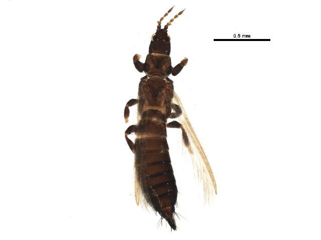 Image of Barley Thrips (Stannard, 1968)