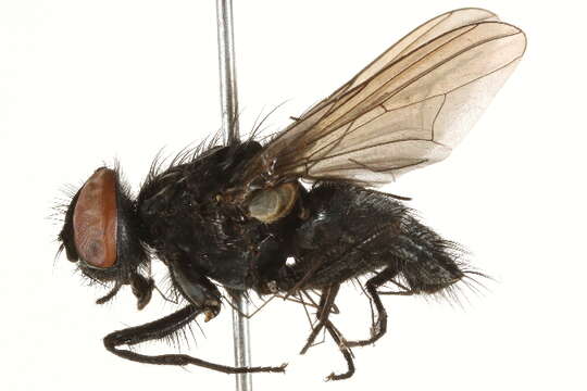 Image of House fly