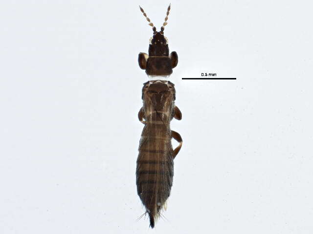 Limothrips denticornis (Haliday 1836) resmi