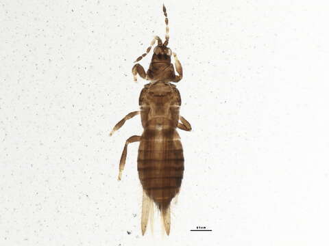 Image of Taeniothrips