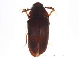 Image of Trixagus carinicollis (Schaeffer 1916)