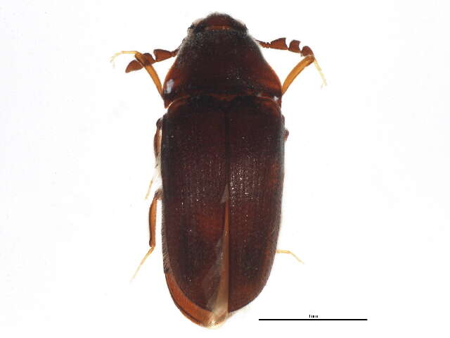 Image of Trixagus carinicollis (Schaeffer 1916)