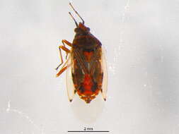 Image of Kleidocerys resedae geminatus (Say & T. 1831)