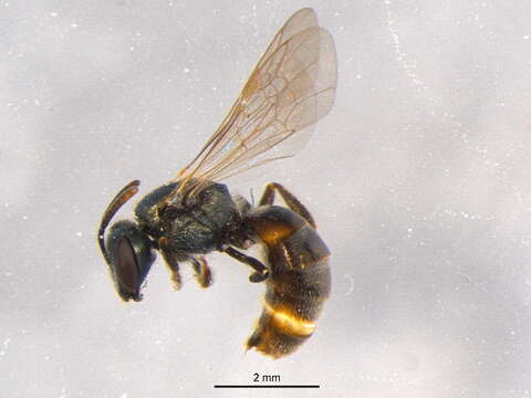 Image of Lasioglossum weemsi (Mitchell 1960)