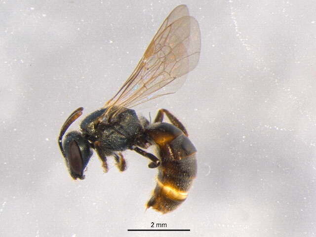 Lasioglossum weemsi (Mitchell 1960)的圖片