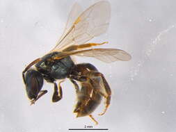 Слика од Lasioglossum versatum (Robertson 1902)