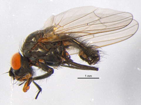 Image of Vagabund cluster fly