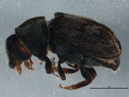 Image of Eastern Ash Bark Beetle