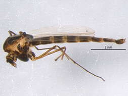 Image of Chironomus melanescens Keyl 1961