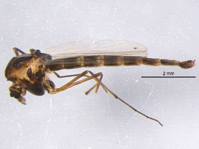 Image of Chironomus melanescens Keyl 1961