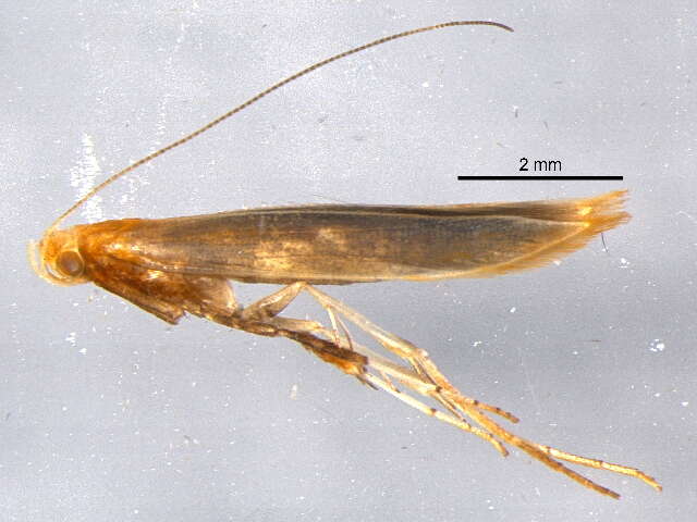 Image of Caloptilia invariabilis (Braun 1927)