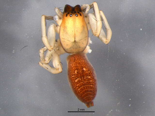 Image of Sac spider