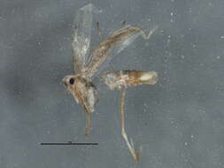 Image de Phyllonorycter clemensella (Chambers 1871)