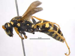 Image of European Paper Wasp