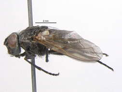 Image of Black-based cluster fly