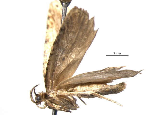 Image of Agonopterix arenella Denis & Schiffermüller 1775