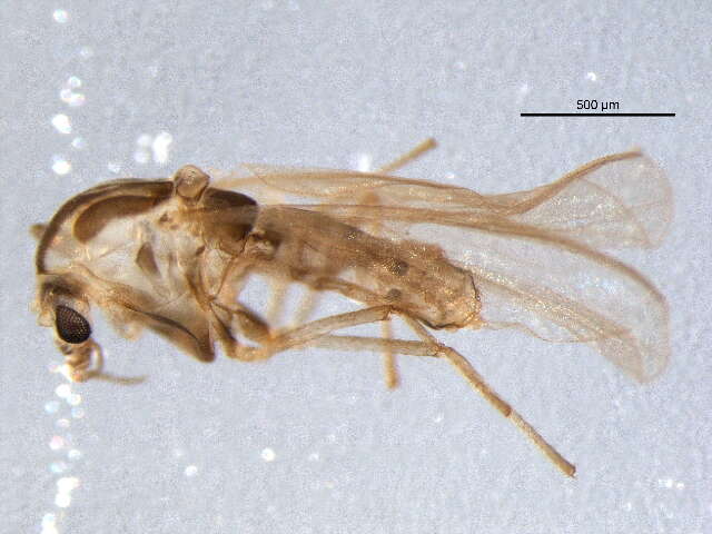 Plancia ëd Parakiefferiella